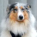 Lager-Security-Hund-Lexy-SGKGV