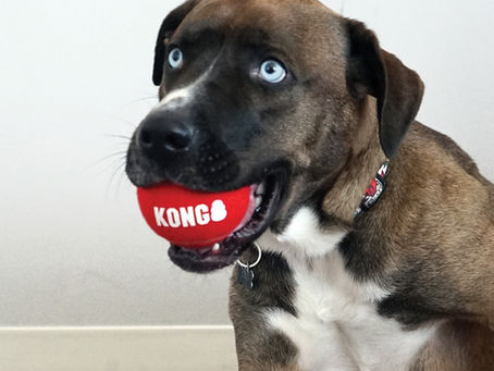 🐾 ძაღლების თამაში და KONG – როცა გართობა ხდება განვითარება