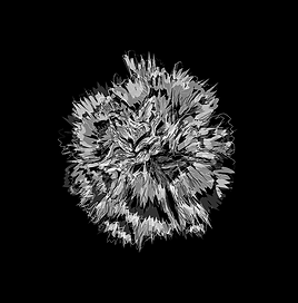 CARNATION_FLEURVM 73.png