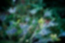 Hildegaard-Nature3.jpg