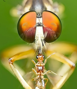 Macro Photography Kyle Buster Ray .png