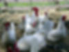 Leghorn_Flock.jpg