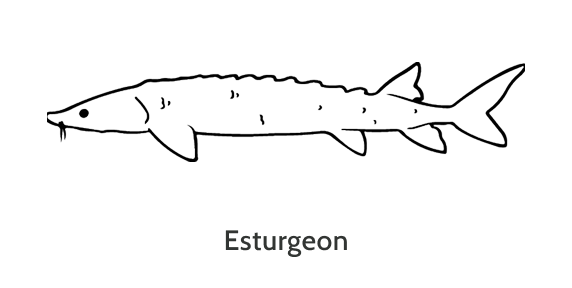 Esturgeon.png