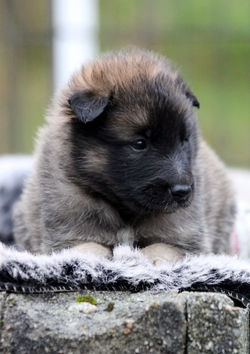 BlueBoy3weeks4days-4