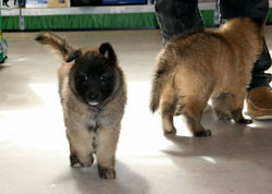 20429735_1895388234057231_7082215570651804997_n