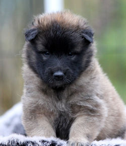 LilacGirl3weeks4days-4