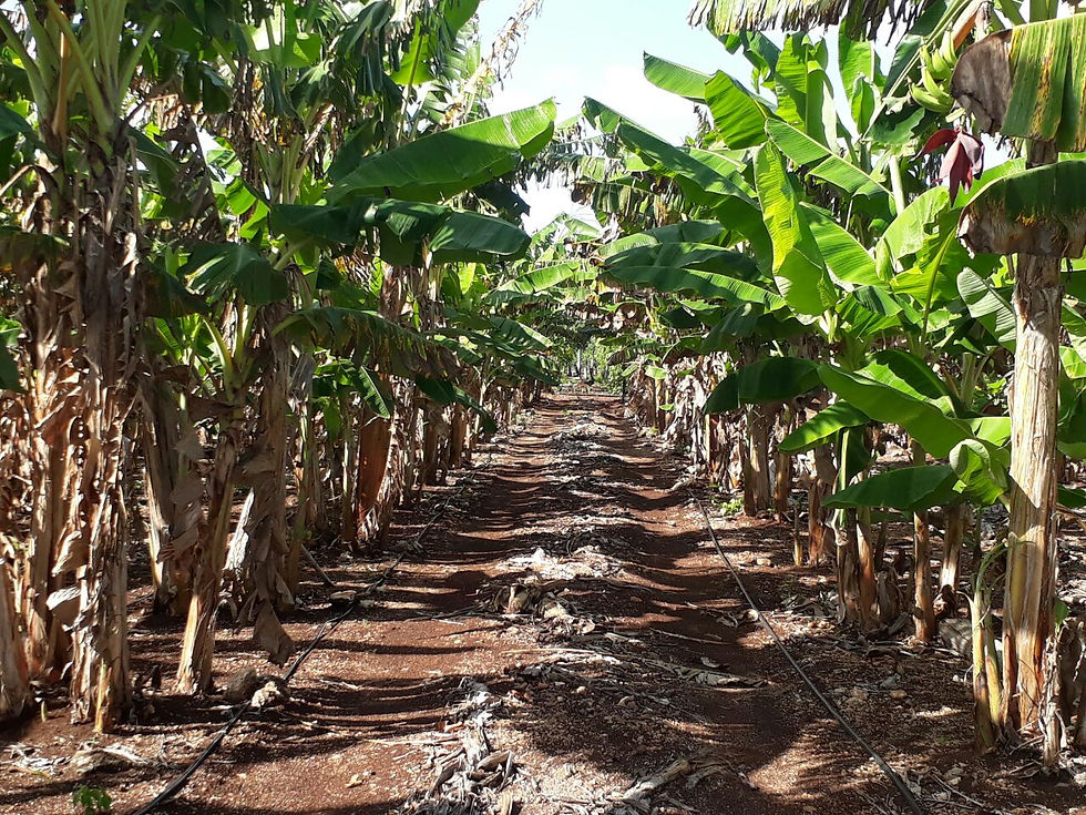 Restauración Productiva