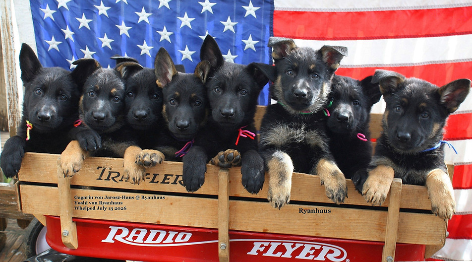 YuriYoshiJulyPups2026.jpg