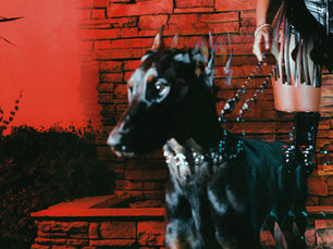 Illustration of a black doberman against a red brick wall