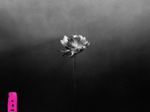 A Lotus flower against a black/gray background