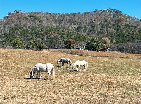 Misthaven Riding School in Pleasant Shade, TN