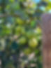 LimonRacimo.jpg