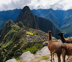 LHAMAS MACCHUPICCHU