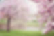 magnolia-trees-556718_1280.jpg