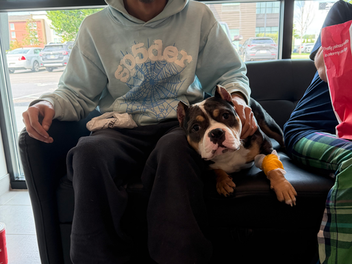 Furry Friends Fund - Helping Biggs Out