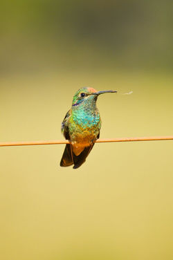 Beija-flor-de-orelha-violeta