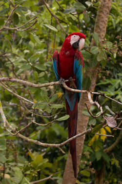 Arara-vermelha-grande