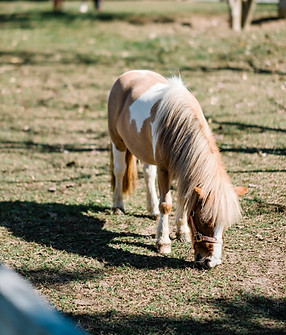 Mali živalski vrt Streichelzoo otok Krk Omišalj pri Villa Sbay