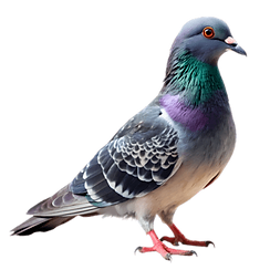pngtree-pigeon-png-image_13988883.png