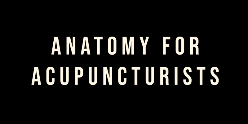Anatomy For Acupuncturists