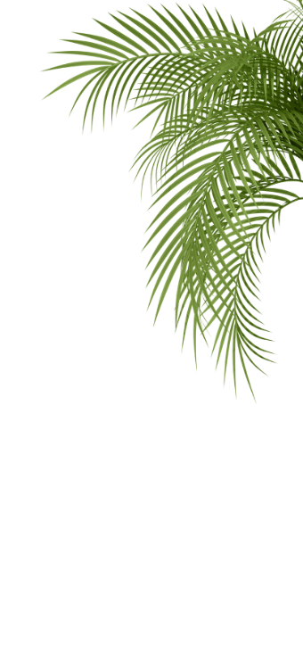 Home Page Banner - Palm Leaves - Right.png