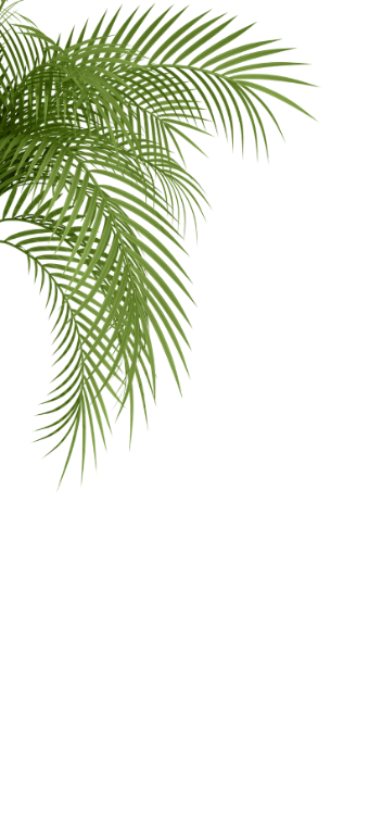 Home Page Banner - Palm Leaves - Left.png