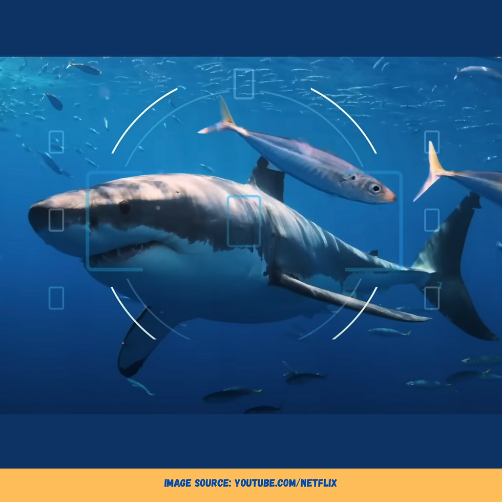 All The Sharks On Netflix: Jaw-Dropping Trailer Unveils Epic Shark Hunt!