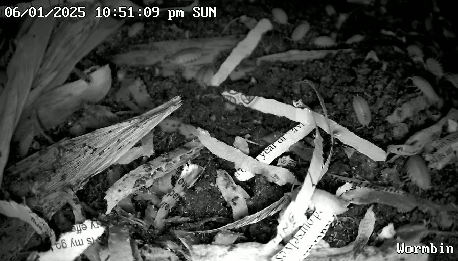 Webcam_TimeLapse00_20250601.mp4