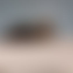 Tommy - ~4-aastane kassipoiss (Tallinn)