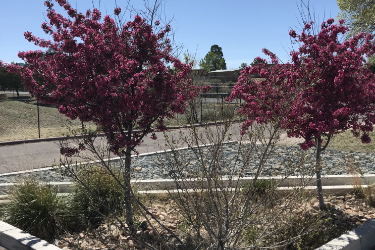 Prariefire Crabapple_1.JPG