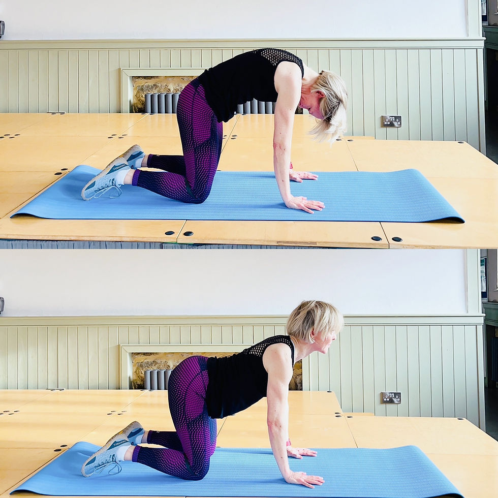 Cat Cow Stretch - invaluable for keeping the spine mobile