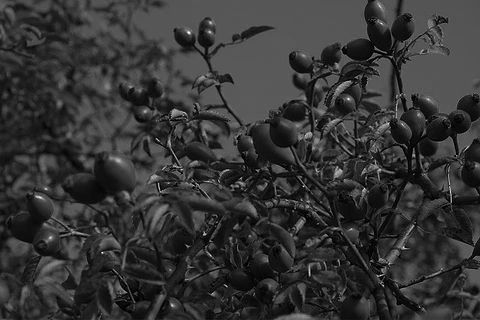 rosehips_edited.jpg