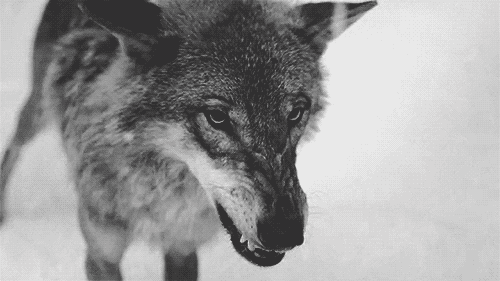 Wolf Gif.gif