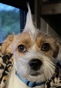 Mohawk_edited.png