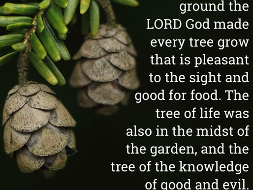 Whence commeth the deadly tree?
