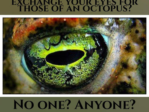 Would you swap eyes with an octopus?