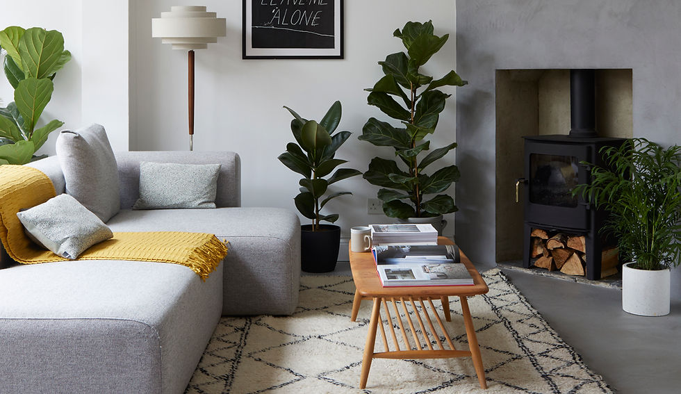 Rubber plant in living room