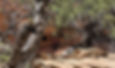 Hiker standing among desert trees and red rock formations.