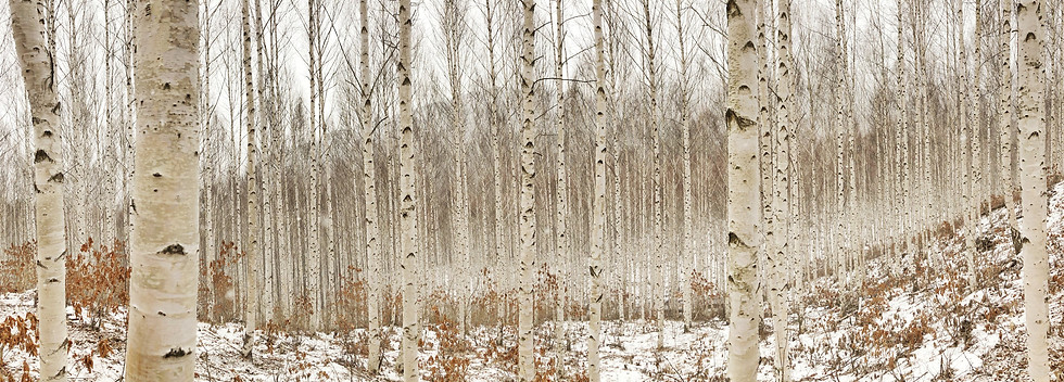 birchtree.jpeg
