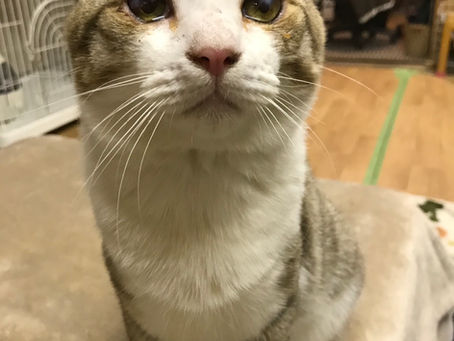 保護猫紹介no.2
