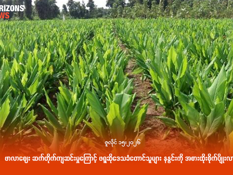 ဖာလာဈေး ဆက်တိုက်ကျဆင်းမှုကြောင့် ဖရူဆိုဒေသခံတောင်သူများ နနွင်းကို အစားထိုးစိုက်ပျိုးလာ