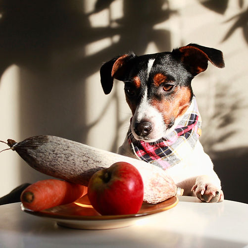 Ernährungsberatung für Hunde in Leipzig.jpeg