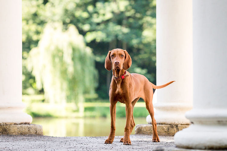 Hundetraining in Leipzig Preise