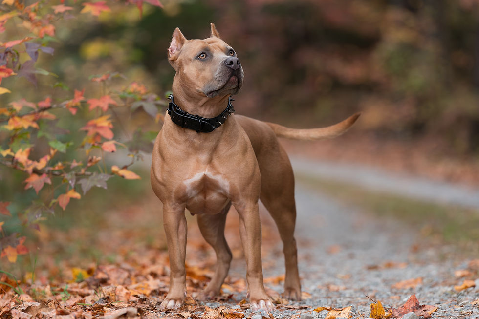 Blue fawn dog with a black spiked collar stands alert on a gravel path. Surrounded by colorful autumn leaves, it gazes intently ahead.
