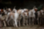 dogs-2691871_1280.jpg