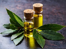 bay-leaf-oil--500x500.jpg