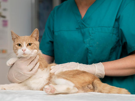Estrella Felina: Esterilización para una Vida Mejor