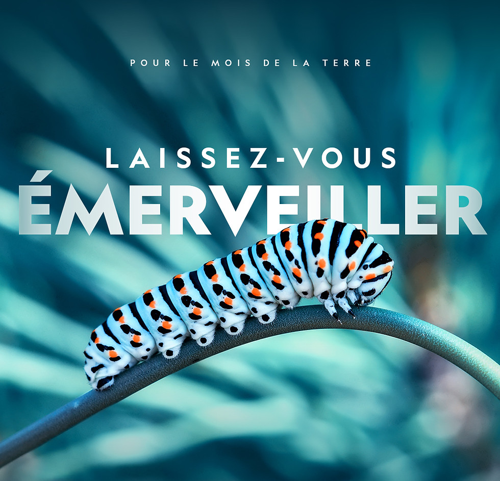 NG - LE MOIS DE LA TERRE - CHENILLE.jpg