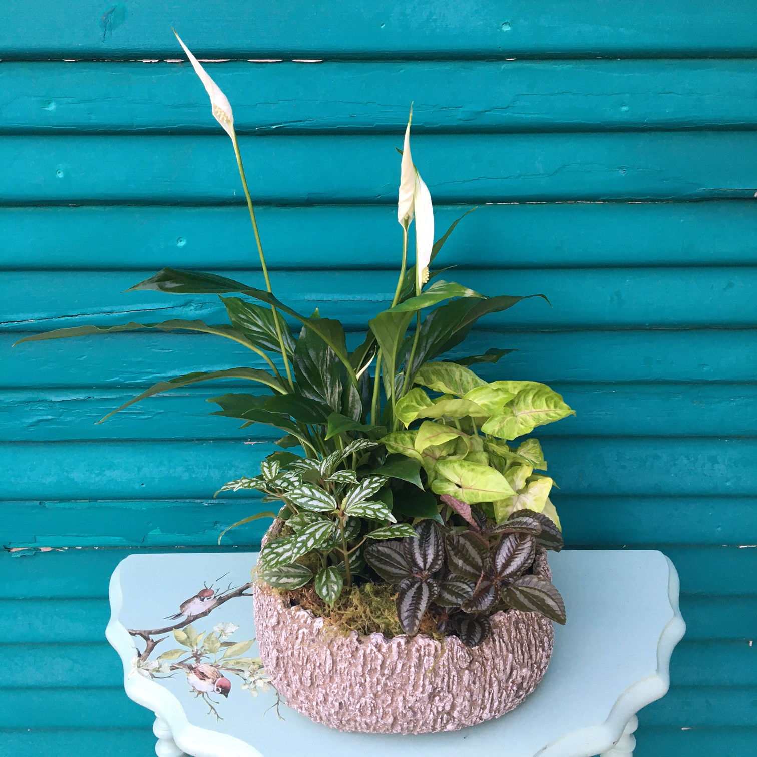 Four-plant dish garden in a ceramic pot, including delivery IN CHICO