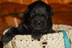Light Blue Collar Male